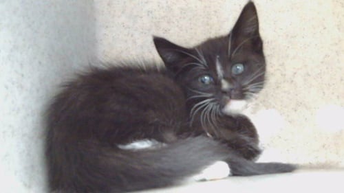 A5791529 - Domestic Short Hair available for adoption