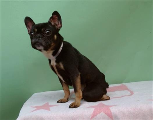 A5746761 - French Bulldog available for adoption