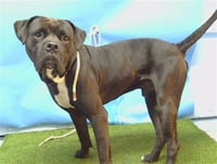 CLIFFORD - Photo 1