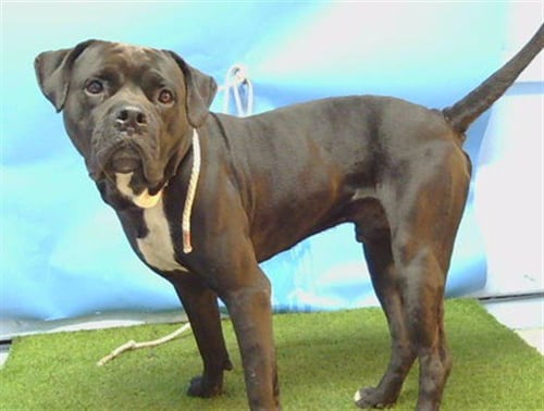 CLIFFORD - Cane Corso Mastiff / Mastiff available for adoption