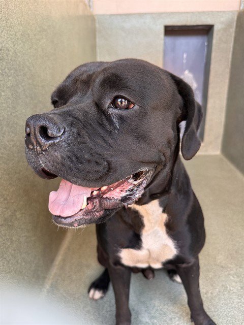 A5796985 - American Bulldog available for adoption