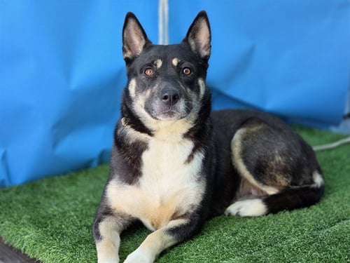 PRISCILLA - Husky for adoption in Torrance