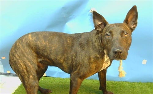 ROCKY - Dutch Shepherd available for adoption