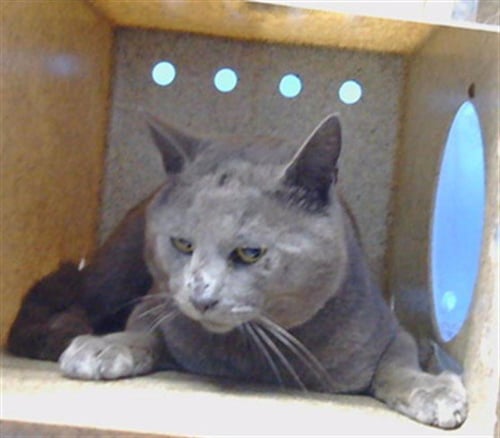 WRIGLEY - Domestic Short Hair available for adoption