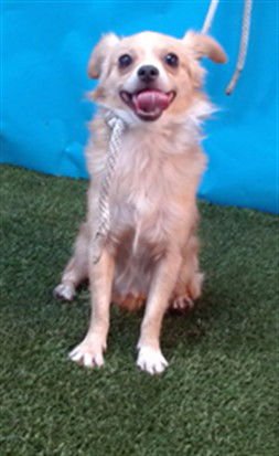 PACO - Chihuahua available for adoption