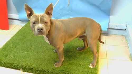 RAMBO - Pit Bull Terrier available for adoption