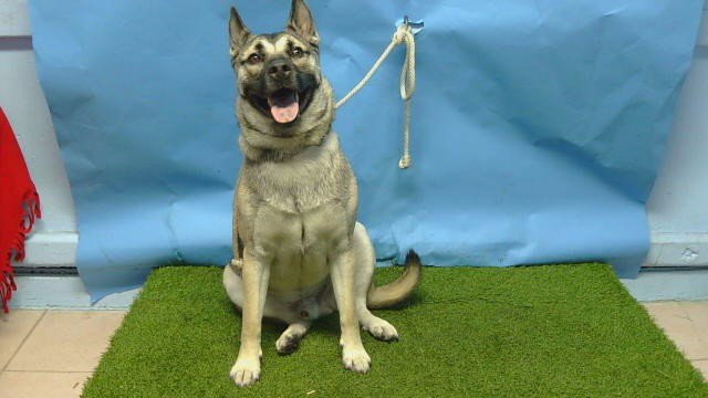 AXEL Image