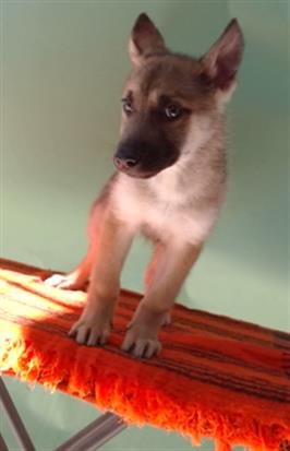 PANCHITA - German Shepherd Dog available for adoption