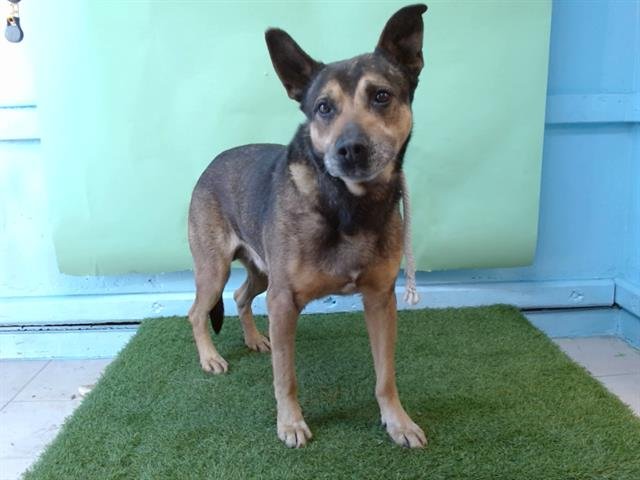 SANSON - German Shepherd Dog available for adoption