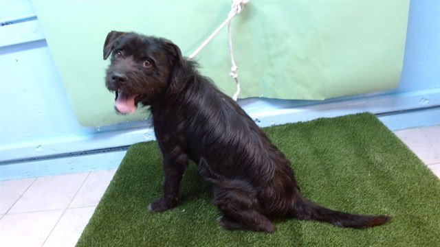 BRUISER - Miniature Schnauzer available for adoption