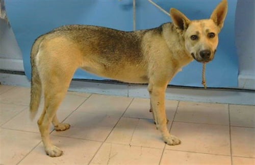 A5790507 - German Shepherd Dog available for adoption