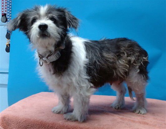 POOH - Terrier available for adoption