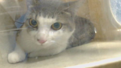SNOWBALL - Domestic Short Hair available for adoption