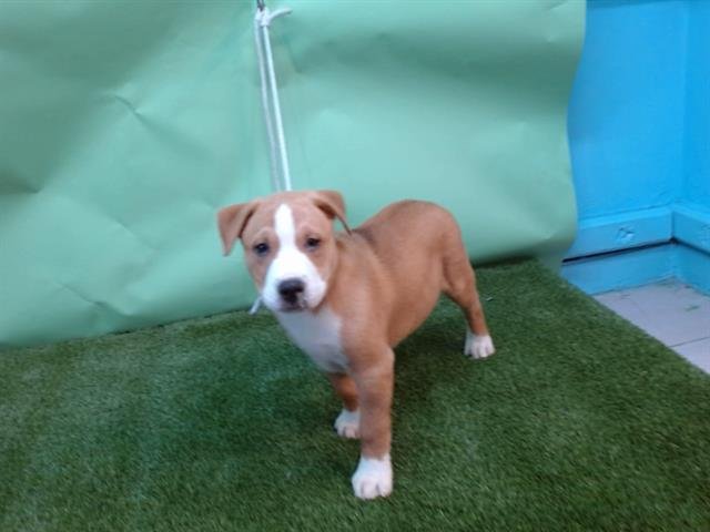 A5748289 - Pit Bull Terrier available for adoption