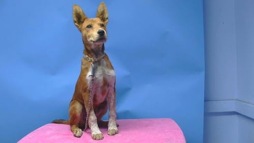 A5791195 - German Shepherd Dog available for adoption