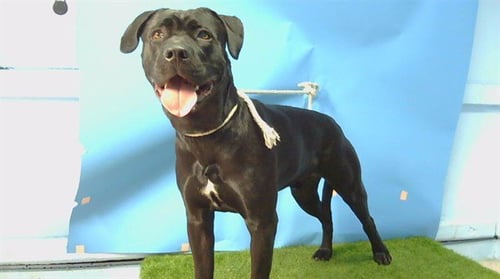REX - Mastiff available for adoption