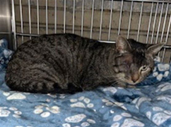 CAPT. JACK - Domestic Short Hair available for adoption