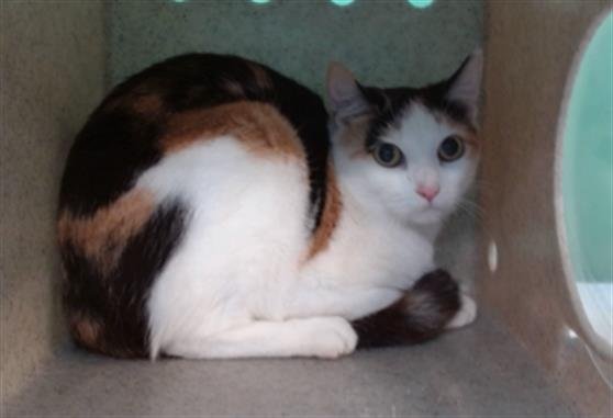 KALI - Domestic Short Hair available for adoption