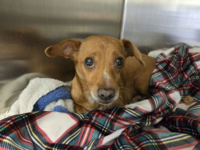 A5751577 - Dachshund available for adoption