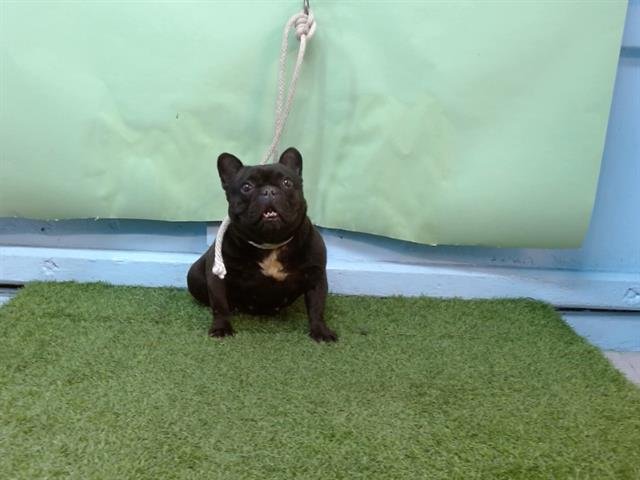 EMMA - French Bulldog available for adoption