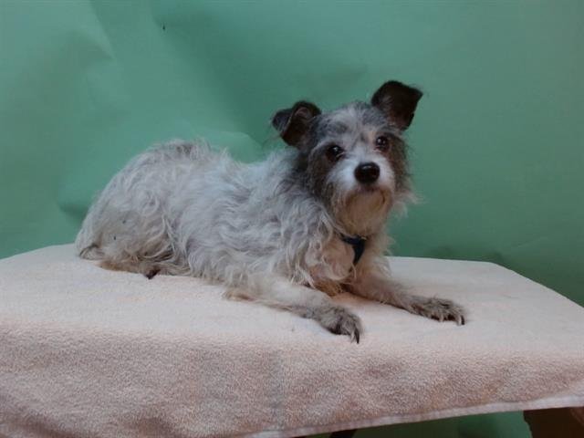 SALLY - Terrier available for adoption