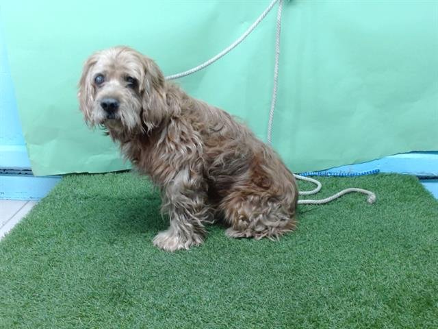 ARNOLD - Cocker Spaniel available for adoption