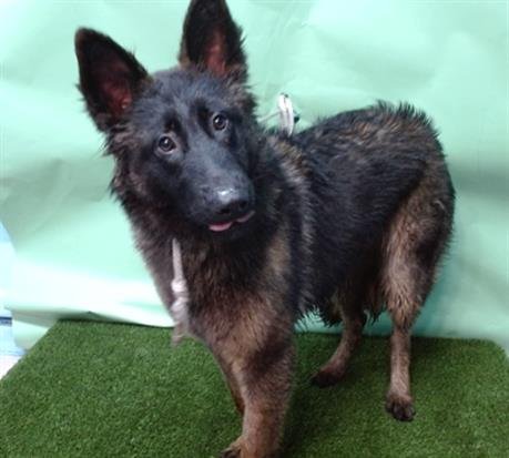 ASPEN - Belgian Shepherd Tervuren / German Shepherd Dog available for adoption