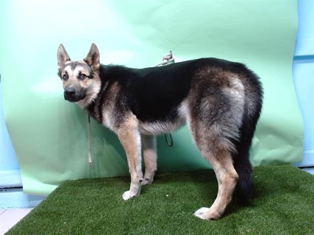 TOBY - German Shepherd Dog available for adoption