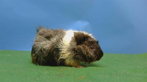 A5778427 - Guinea Pig available for adoption