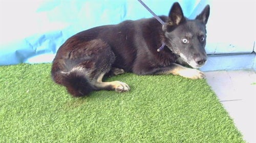 SHEILA - German Shepherd Dog / Siberian Husky available for adoption