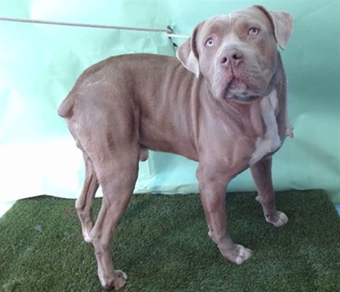 A5757013 - Pit Bull Terrier available for adoption