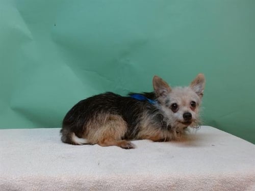 JACK - Yorkshire Terrier Yorkie available for adoption