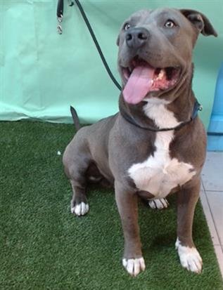BLUE - Pit Bull Terrier available for adoption