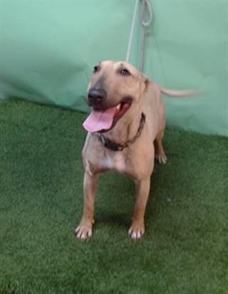 ARROW - Bull Terrier available for adoption