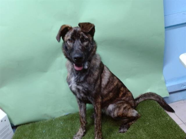 BUNNY - German Shepherd Dog / Dutch Shepherd available for adoption