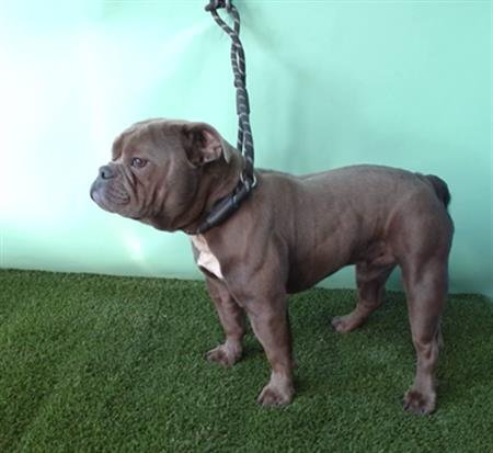 A5752040 - French Bulldog available for adoption