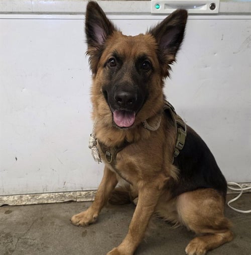 RAYNA - German Shepherd Dog available for adoption