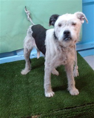 A5762156 - Pit Bull Terrier / Terrier available for adoption