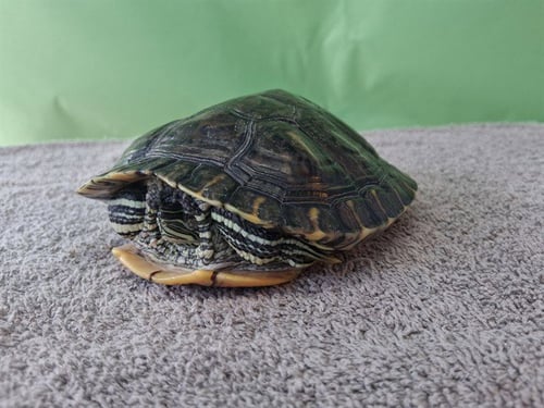 A5758273 - Turtle available for adoption