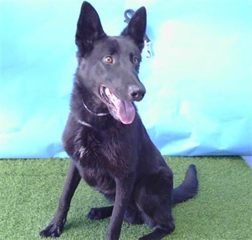 PRETZEL - German Shepherd Dog available for adoption