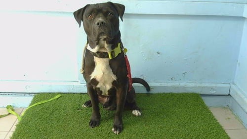 LANCE - Staffordshire Bull Terrier available for adoption