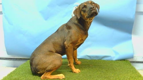 A5799244 - Rottweiler available for adoption