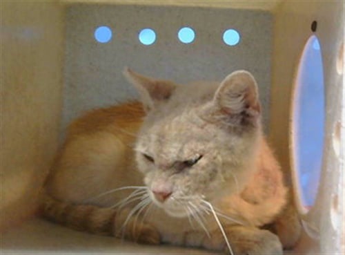 A5791944 - Domestic Short Hair available for adoption