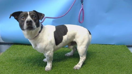 TORO - Terrier available for adoption