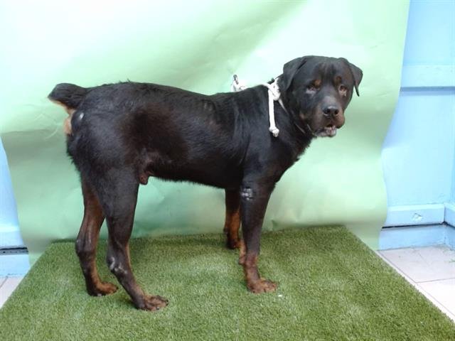 A5748352 - Rottweiler available for adoption