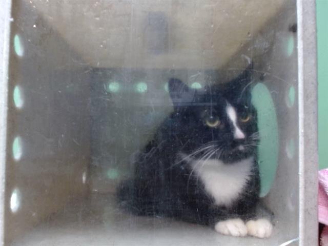 PENNY - Domestic Short Hair available for adoption