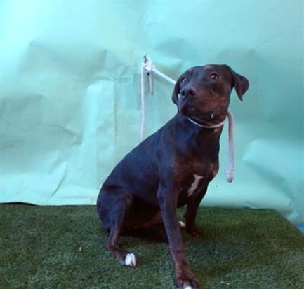 RAYE - Labrador Retriever available for adoption