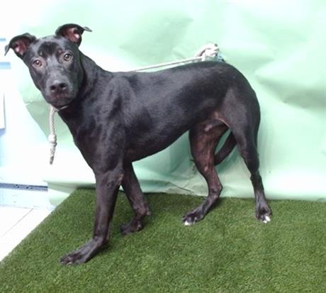 ATLAS - Labrador Retriever / German Shepherd Dog available for adoption