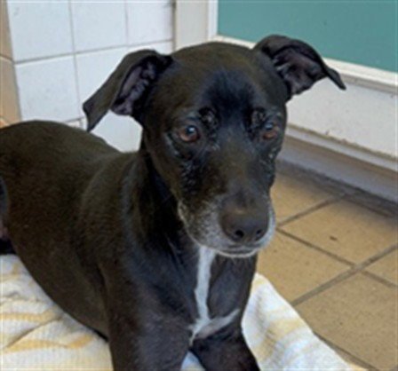 JUNIOR - Pit Bull Terrier / Labrador Retriever available for adoption