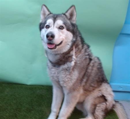 KOBY - Husky available for adoption
